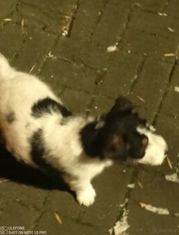 Szczeniak Fox Terier