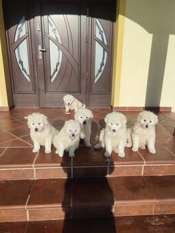 owczarek podhalański szczeniaki