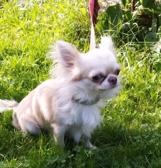piesek chihuahua