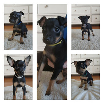 Pinczerki Pinczer Miniaturowy z Rodowodem CHIP Chłopaki Szuk