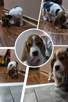 Suczka Beagle Tricolor