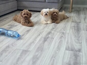 Maltipoo chłopiec