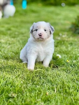 Border Collie ZKwP / FCI