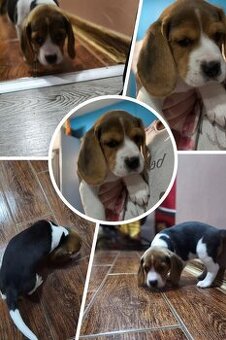 Beagle TRicolor