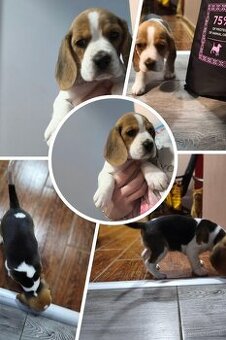 Suczka Beagle