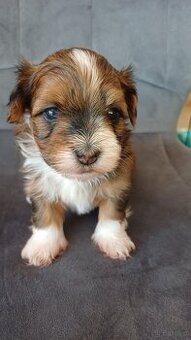 Havanský psík - štěňátka s PP