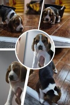 Beagle Tricolor Samiec
