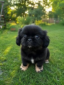 Suczka shihtzu z genem prapso
