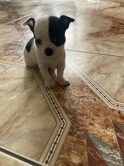 Chihuahua szczeniaki