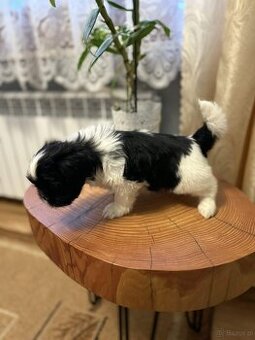 Pieski Shih Tzu