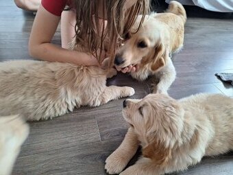 Golden retriever ZKwP/FCI