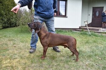 Posokowiec bawarski- szczenięta rodowodowe