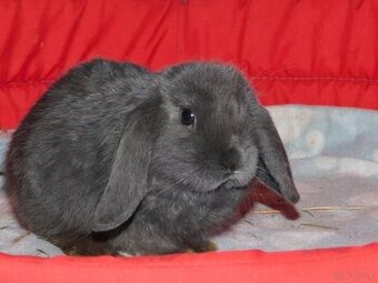 Baranki mini lop