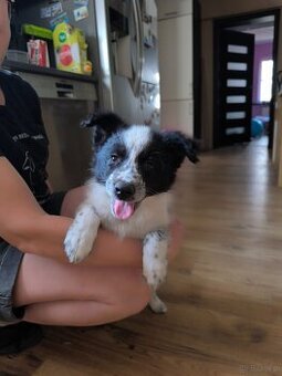 Border colie blue merle i czarno biale