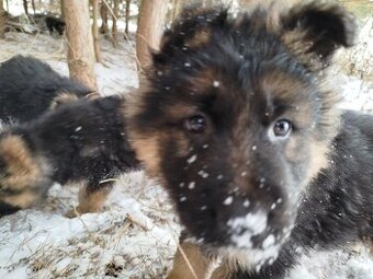 Owczarek niemiecki długowłosy