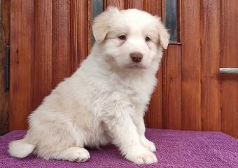 Piękny Biszkopt Border Collie - Rasowy piez z pełną dok.
