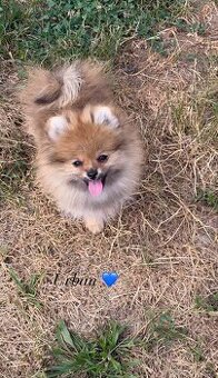 Pomeranian