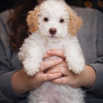 Lagotto Romagnolo z rodowodem – suczka