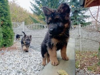 Owczarek niemiecki długowłosy