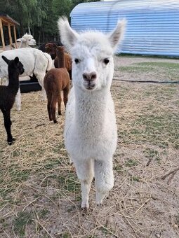 Alpaki samce i samice