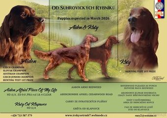 Szczeniaki - seter irlandzki