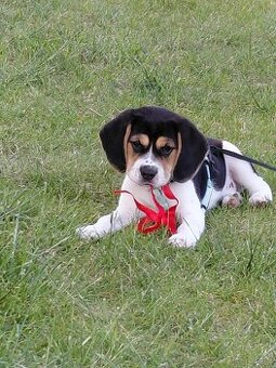 Beagle śliczna sunia