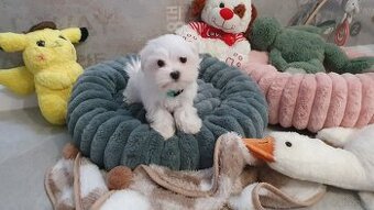 Maltańczyk sunia gotowa do odbioru