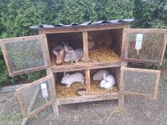 Króliki wraz z klatka