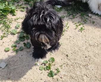 Suczka Shih-tzu