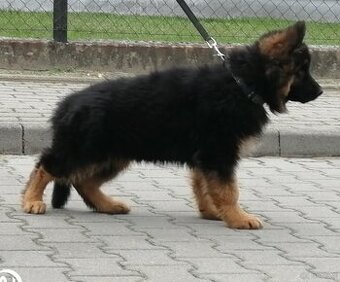 Szczeniak owczarek niemiecki długowłosy