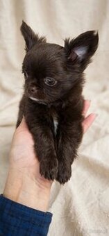 Chiuhuahua długowłosa
