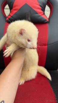 Fretka albinos
