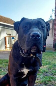 Samiec bandog