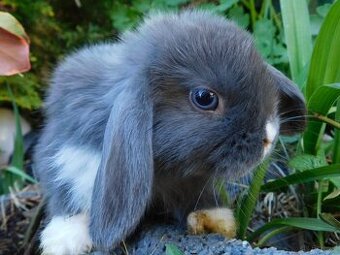 Mini lop baranki