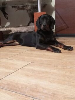 Gończy Polski  suka