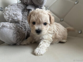 Maltipoo 2 oststnie pieski F1