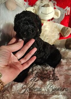 Pudel Toy/Miniaturowy czarny piesek Badania genetyczne Paszp