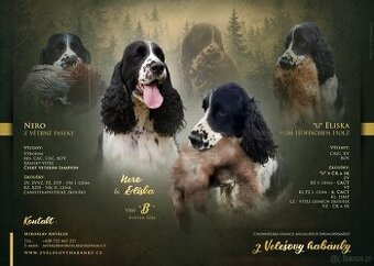 English Springer Spaniel