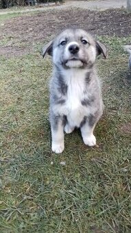 Łajka zachodniosyberyjska