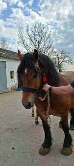 Klacz źrebna ze źrebakiem