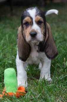 Grand basset griffon vendeen