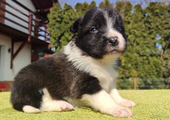 Rasowy Pies Border Collie - TEXAS z pełną dok. z hodowli do