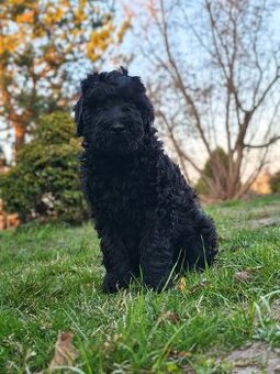 Czarny Terier Rosyjski śliczna sunia