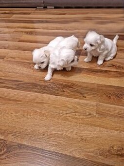 Noworoczne Cuda Maltańczyki - 2 suczki i piesek