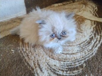 Kocięta długowłose – w typie Perski