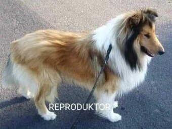 Reproduktor owczarek Szkocki