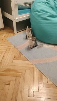 Koty 3 miesięczne za darmo
