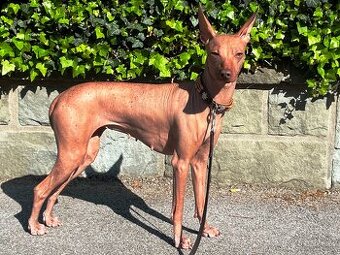 Peruwiański Pies bezwłosy