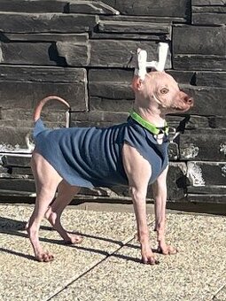 Peruwiański Pies bezwłosy - OSTATNI WOLNY PIES