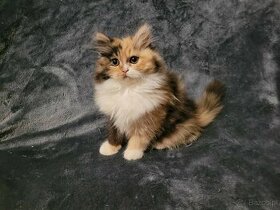 Śliczne kociaki perskie